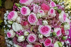 Blumen, Pflanzen Werder