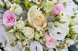 Blumen, Pflanzen Werder