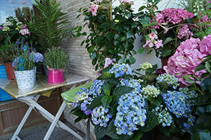 Blumen, Pflanzen Werder