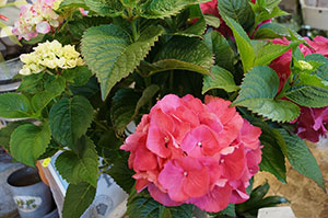 Blumen, Pflanzen Werder