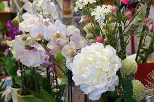 Blumen, Pflanzen Werder