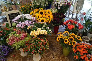 Blumen, Pflanzen Werder