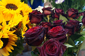 Blumen, Pflanzen Werder