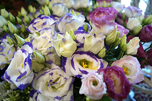 Blumen, Pflanzen Werder