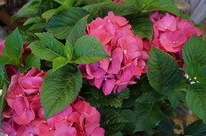 Blumen, Pflanzen Werder