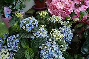 Blumen, Pflanzen Werder