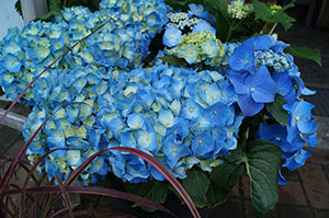 Blumen, Pflanzen Werder