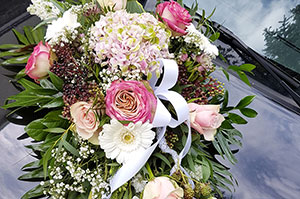 Blumen, Pflanzen Werder
