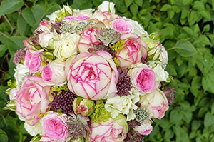 Blumen, Pflanzen Werder