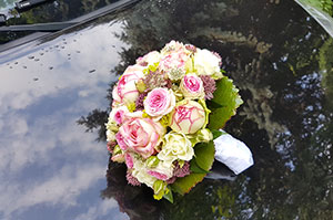 Blumen, Pflanzen Werder
